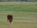 Pasture