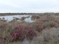 paysage camarguais