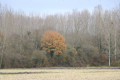 Paysage d'automne dans la clairière le long du Né