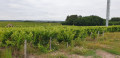 Paysage de vigne de Saint Georges sur Cher