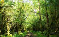 Forêt de Vaucluse