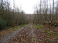 Boucle en forêt de Brotonne