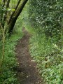 Petit chemin bordé d'arbres