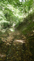 Petit chemin sous les arbres