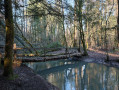 Petit pont de bois