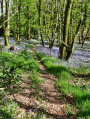 Petit sentier arboré