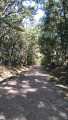 La Forêt de Buzet