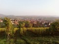 Photo des vignes de Westhoffen