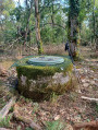 Dans le bois de Savigny-le-Sec