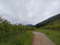 Le Langenberg depuis Saint-Hippolyte