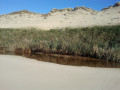 Plage du pin Sec Naujac sur Mer