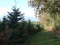 Plantation de sapins de Noël