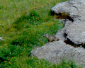 Plateau du mauvais Berger