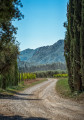 Entre les vignes et les oliviers du Domaine d'Éole à Eygalières