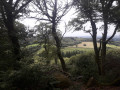 Point de vue entre les arbres