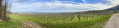 Point de vue panoramique sur la plaine depuis les vignes