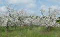 Pommiers en fleurs