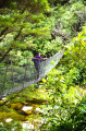 Pont de singe sur  la rivière Wainui.