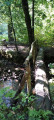Dans la Grande Forêt de Saint-Hubert, immersion entre ruisseaux et bois