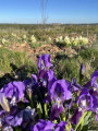 prairie de fleurs et marjolaine odorante sur les hauteurs avec vue sur Castries