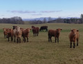 Prairie et massif des Vosges