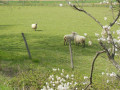 Prairie près du Guimand