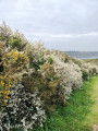 pruneliers en fleurs