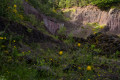 Racines en Dentelles