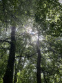 Rayon de soleil en forêt