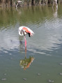 Immersion dans le Parc Ornithologique du Pont de Gau