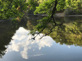 Reflets sur l'Etang Neuf