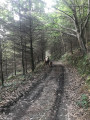 Rencontre sur le chemin forestier