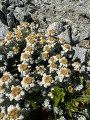 Ressemble beaucoup à des Edelweiss