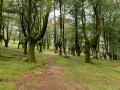 Retour par la forêt