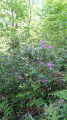 Rhododendrons en forêt