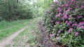 Rhododendrons près du château de Villette