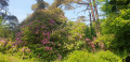 Rhododendrons