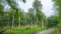 Waldkapelle im Rönner Gehege