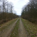 Route forestière de la Maquignère