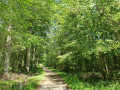 Route Forestière du Parc d'en haut