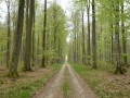 Route forestière en Eawy