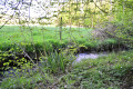 Ruisseau en lisière de forêt