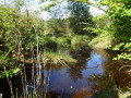 Ruisseau et zone humide Forêt de Lann Bourgeol