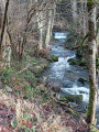 Ruisseau Ternay plus haut dans les bois