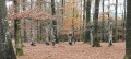 Bois de Chamont