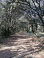 Saint-Auban forêt