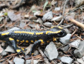 Salamandre