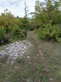 Sentier à travers une forêt naturelle