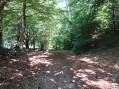 Sentier arbor&eacute;