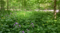 Sentier au bord du Tarn